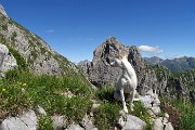 Presolana orientale ad anello con Monte Visolo il 15 luglio 2016- FOTOGALLERY